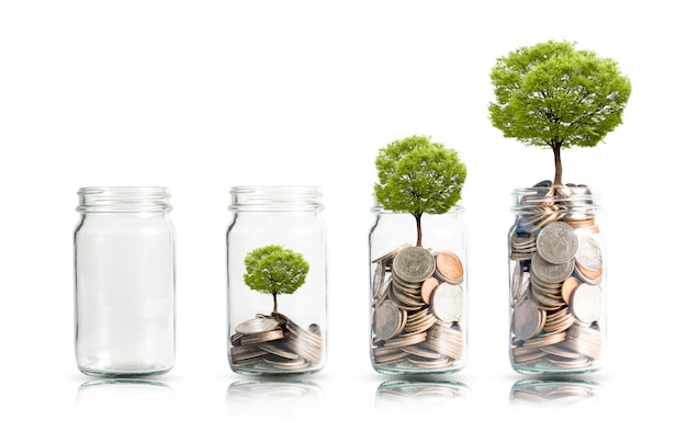 Money coins and tree growing in jar.