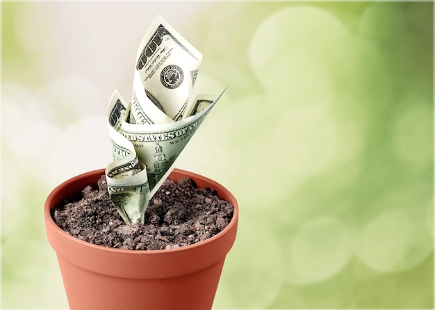 Photo money grow in flowerpot on blurred background