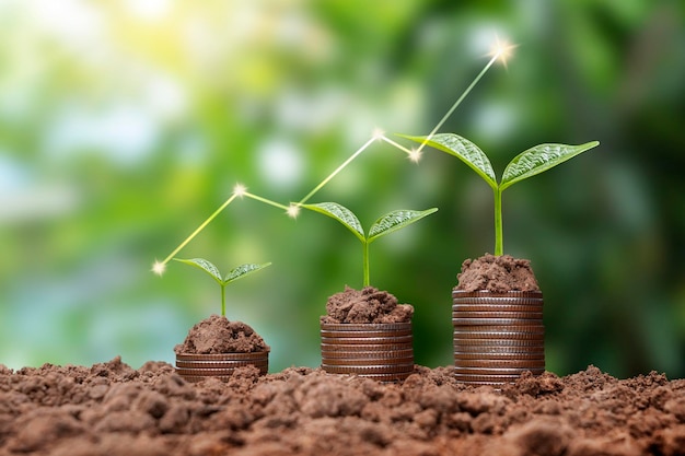 Money growth and business success concept The tree grows on piles of money in the ground