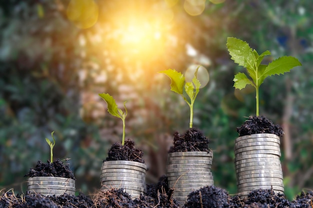 ビジネスの成長の概念を示すためにコインで成長する木を含む、お金の成長と貯蓄