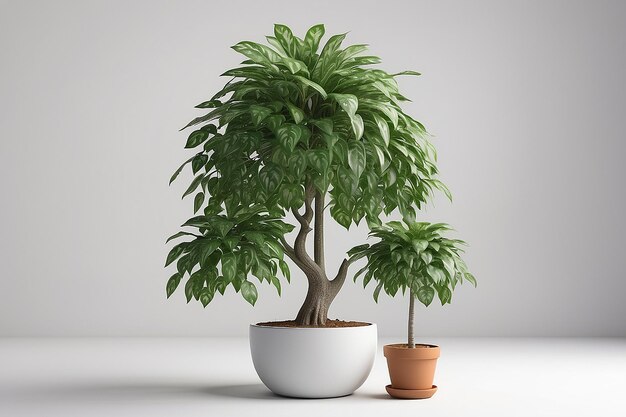 Фото Денежное дерево 3d-рендер с растением в горшке