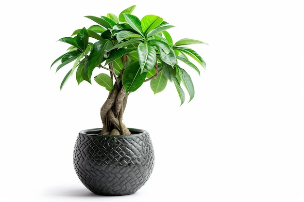 Money Tree Plant On White Background