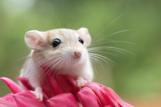 Photo mongolian gerbil playing on red flower, pet gerbil