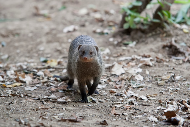 Mongoose