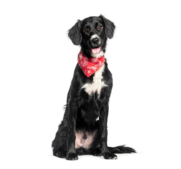 Mongrel border collie X Setter wearing a red scarf