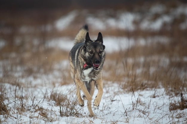 写真 冬の野原を散歩する雑種犬