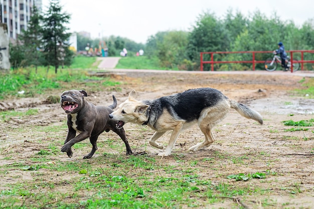 アメリカンスタッフォードシャーテリアの足を噛み、目をそらして公園を走っている雑種犬