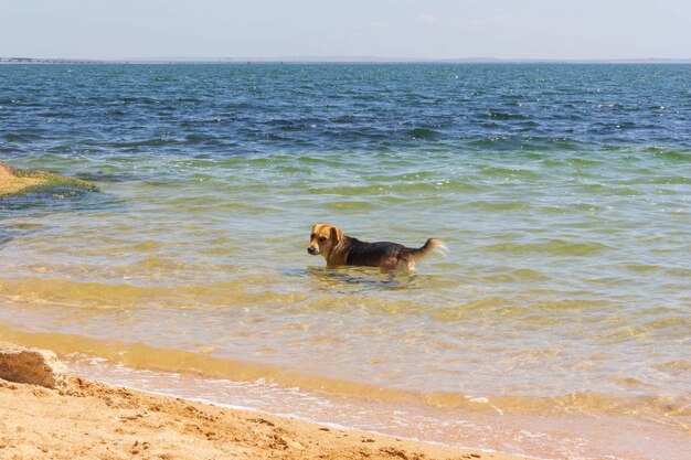 mongrel dog cools in seawater on a hot summer day