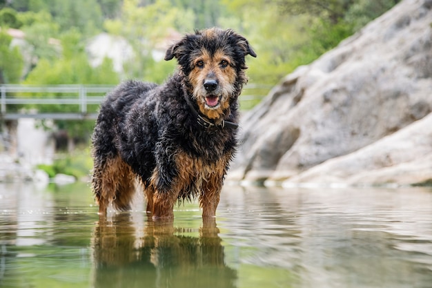 A mongrel dog is playing in the river