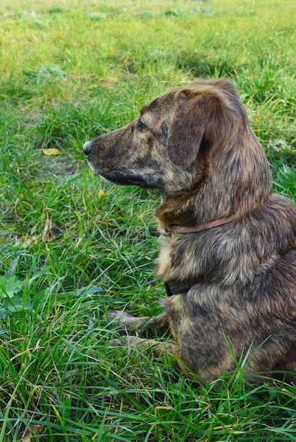 mongrel dog lies in profile on a green meadow