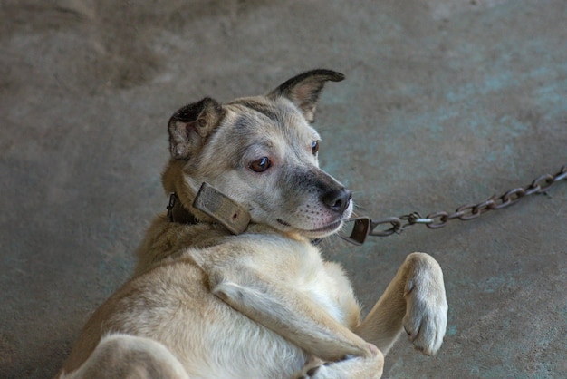 Mongrel dog in metal chains in summer daylight watchdog\
protects the house