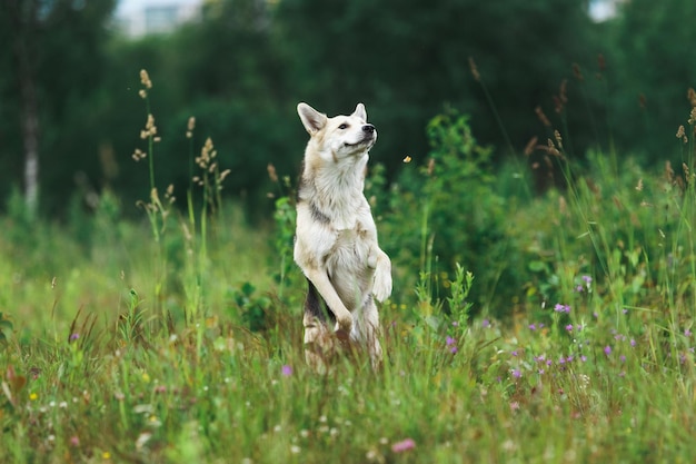 野原に立っている雑種犬