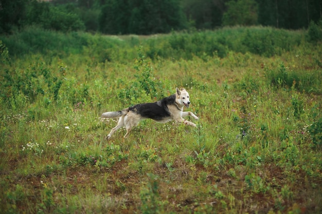 写真 野原に立っている雑種犬