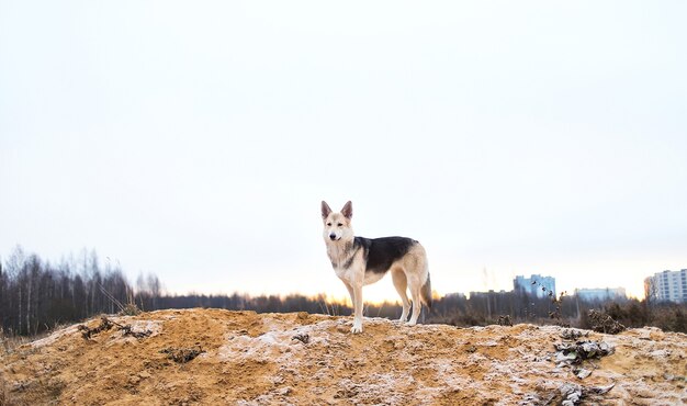 草原の砂地に立つ雑種犬