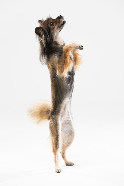 Mongrel dog stands on two legs against a white background and asks for a treat Multibreed dog