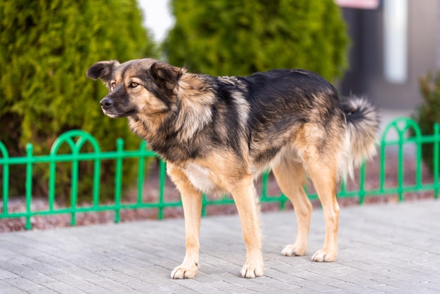 散歩のための雑種犬。不確かなステップ。犬は突然の動きを恐れています