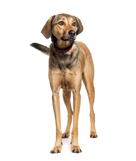 Foto cane mongrel che indossa un collare isolato su bianco