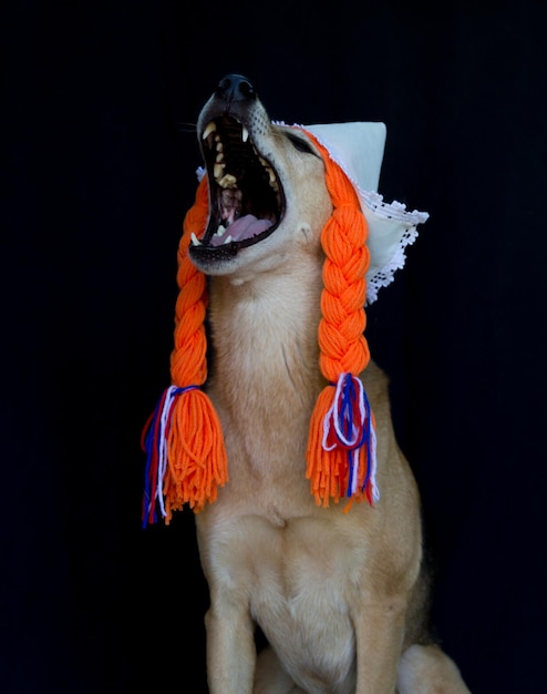 Foto un cane bastardo con le trecce e un cappello olandese