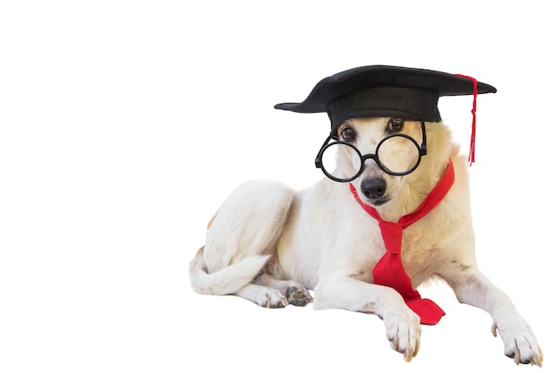 Photo mongrel dog with cap glasses and graduation diploma