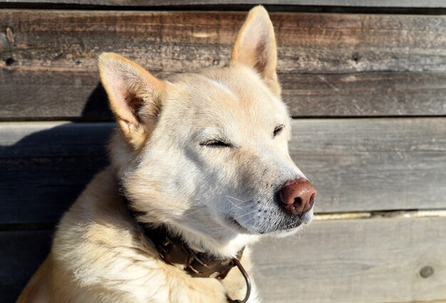 Mongrel dog with eyes closed enjoying the sun against wooden background