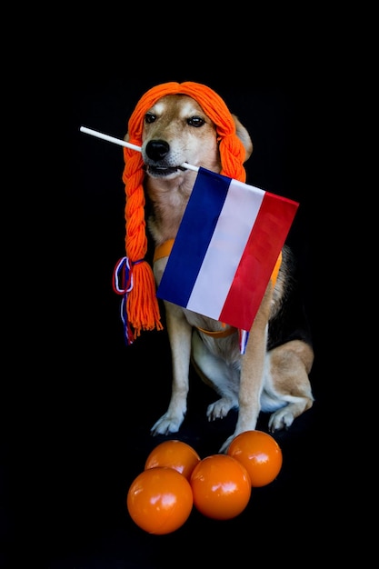 사진 오렌지색 털과 네덜란드의 발을 가진 혼혈 개가 koningsdag를 축하하고 있습니다.