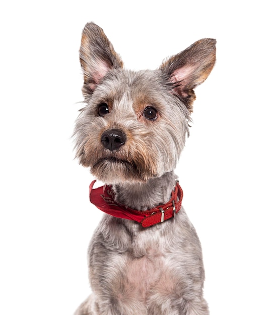 Mongrel dogwearing a red collar isolated on white