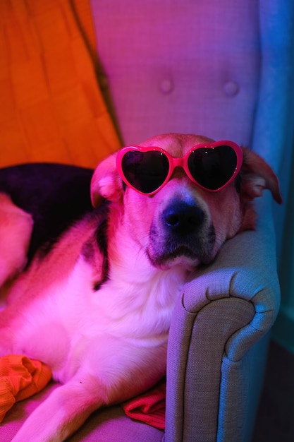 Mongrel domestic dog dressed up heart shaped sun glasses on armchair in neon blue pink lightening