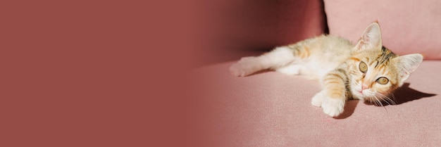 Mongrel kitten lies on the sofa in an apartment