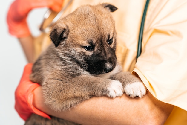 獣医クリニックの獣医で雑種の子犬。ペット、女医の腕の中で面白い小さな犬の検査