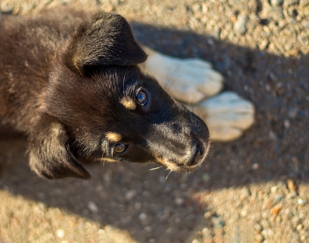 雑種の子犬が横になって見上げる、晴れた日にはクローズアップ