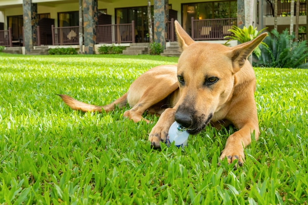 Mongrel redhead dog plays on a green lawn in summer on a Sunny clear day, nibbles on a plastic bottle