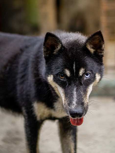 Mongrel Wolfdog