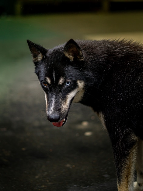 Mongrel wolfdog