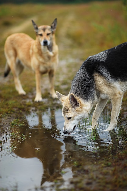 Mongrel zwerfhond drinkt water uit plas