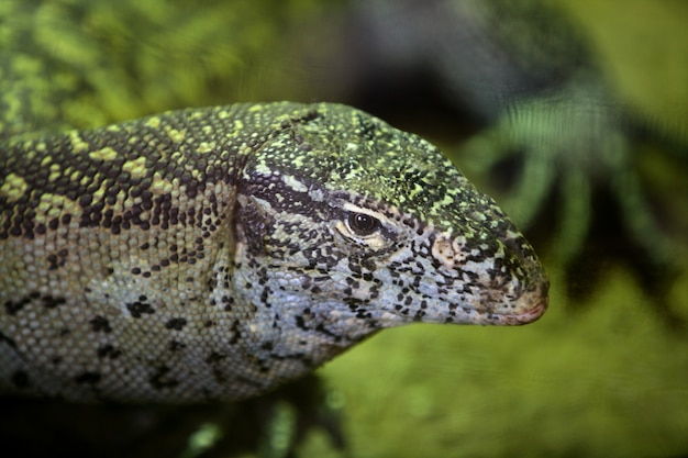 Monitorare la lucertola africana