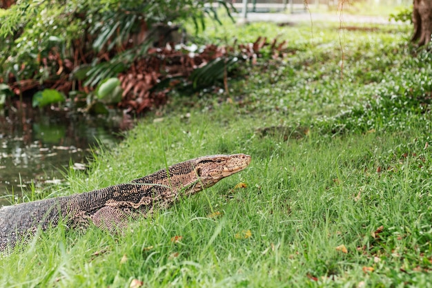 Monitor hagedis in het park.