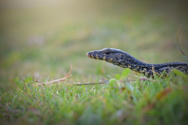 Monitor hagedis op tuin