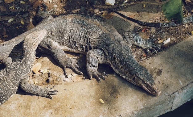 Monitor hagedis varanus bengalensis chillen op de zon