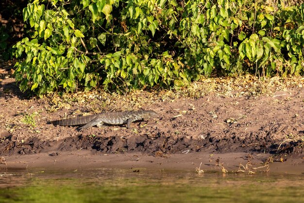 Photo monitor lizard in chobe botswana africa wildlife