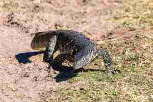 Photo monitor lizard in chobe botswana africa wildlife