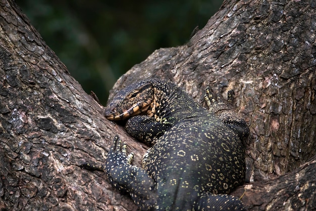 Monitor Lizard climbing a tree