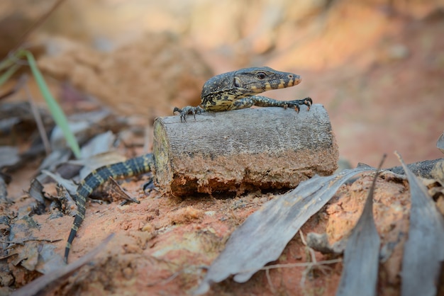 Monitor lizard  on  garden