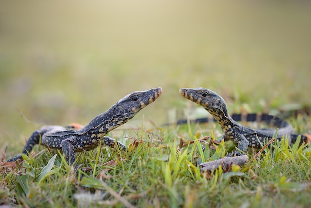 Photo the monitor lizard is angry with a natural background