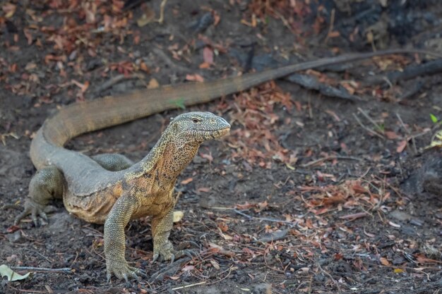 Monitor lizard posing on the ground