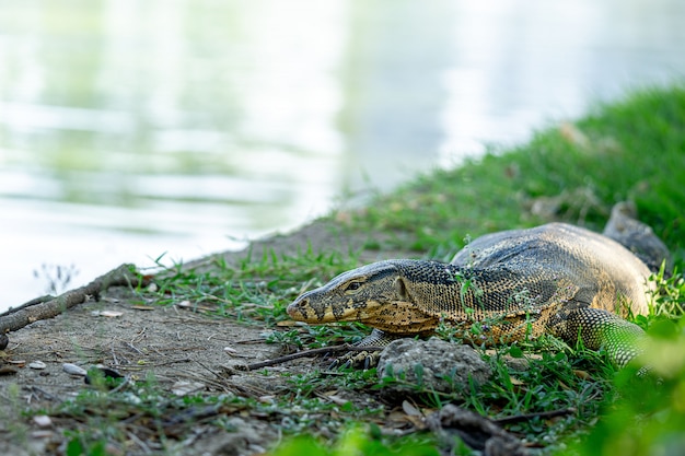 Monitor lizard resting on the grass, close up picture