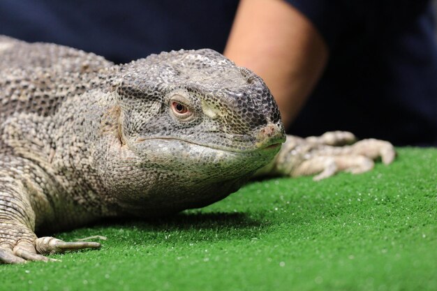 写真 モニター・レザード