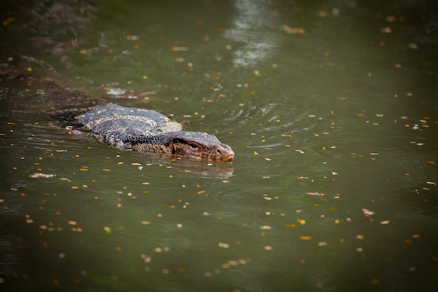 Monitor lizards are large lizards in the genus Varanus