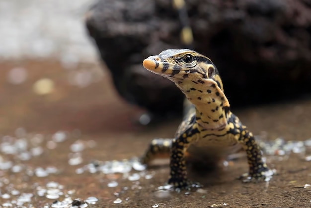 Monitor lizards on water