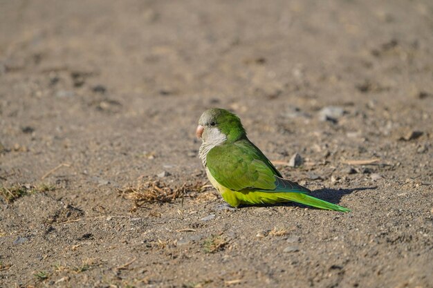 Photo monk parakeet myiopsitta monachus invasive bird species