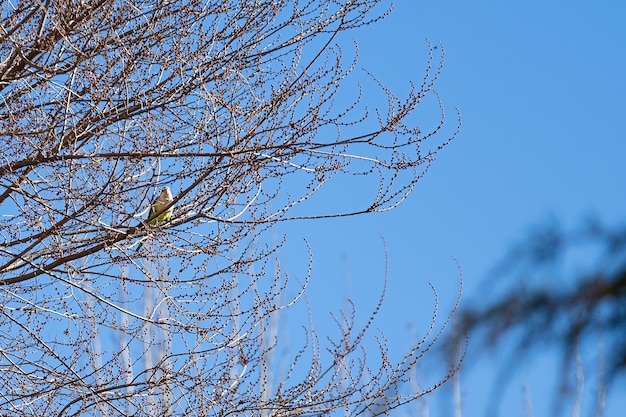 Monk parakeet (Myiopsitta monachus) perched on the branches of a tree